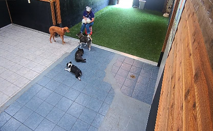 Small Dog Indoor