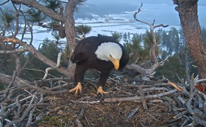 Big Bear Eagle Cam