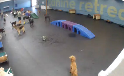 Pet Boarding, South Bay Live View 1