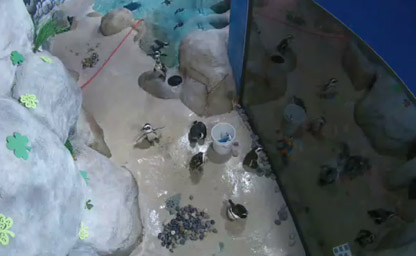 Jenkinson's Aquarium Penguin