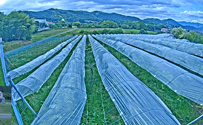 Mitsuzuka Vineyard