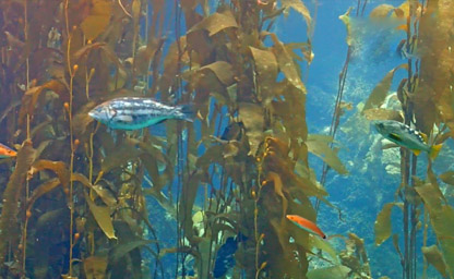 Kelp Forest View