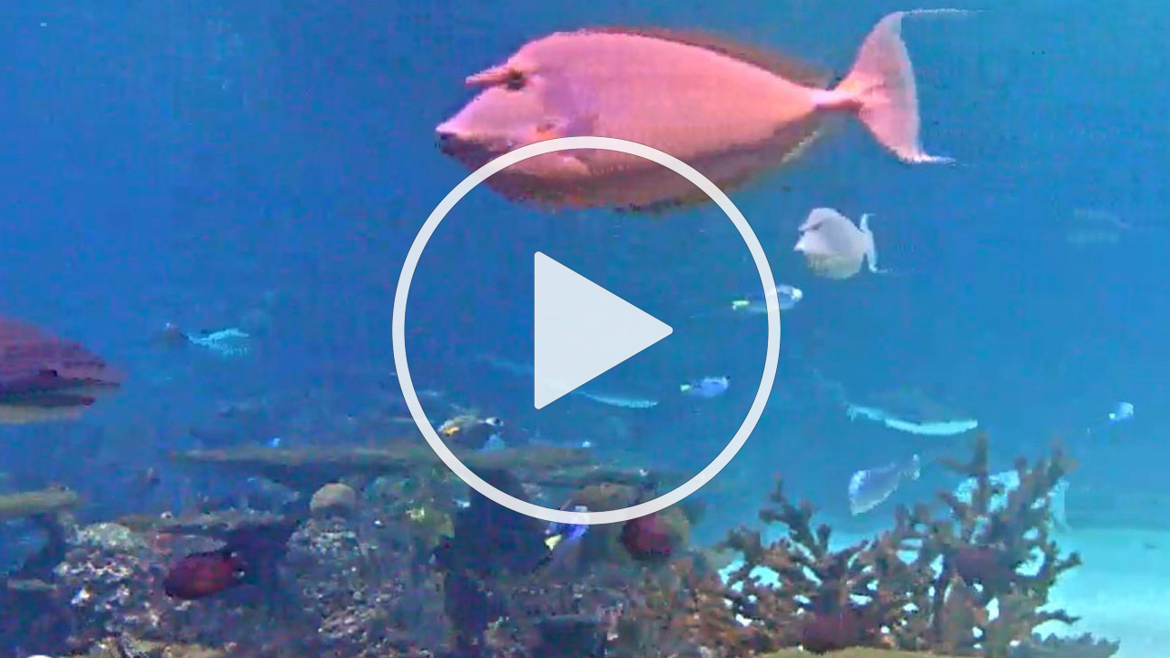 Live Webcam National Aquarium - Blacktip Reef View - Baltimore, Maryland - United States