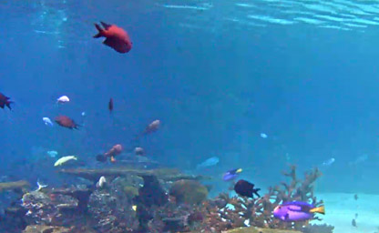 Blacktip Reef View