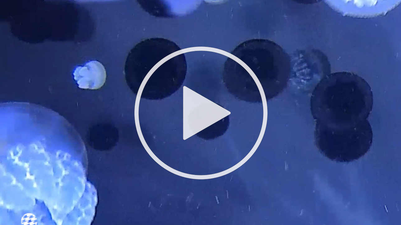 Live Webcam National Aquarium - Jellies Invasion View - Baltimore, Maryland - United States