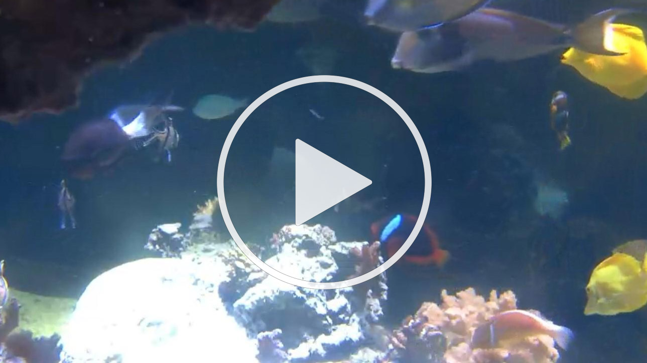 Live Webcam National Aquarium - Pacific Coral Reef View - Baltimore, Maryland - United States