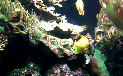 Pacific Coral Reef View