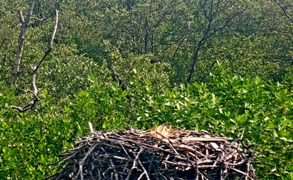 Osprey Nest