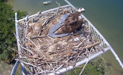 Osprey Cam