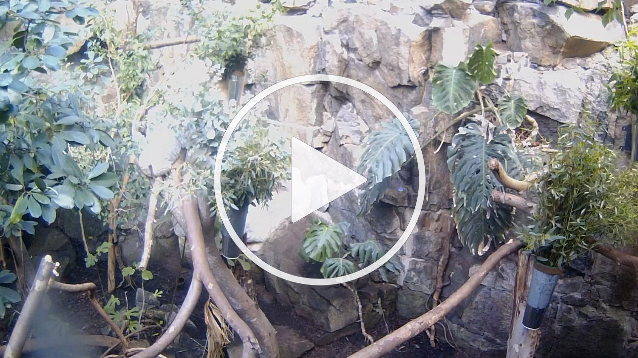 Live Webcam Royal Zoological Society of Scotland - Koala View - Edinburgh Zoo - United Kingdom