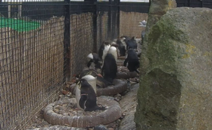 rockhopper penguin View