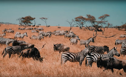 Tanzania Tanzania