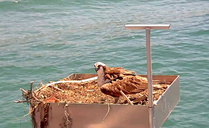 Osprey View